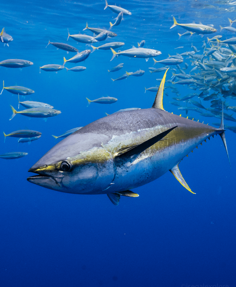 Seavu 全套钓鱼摄像系统